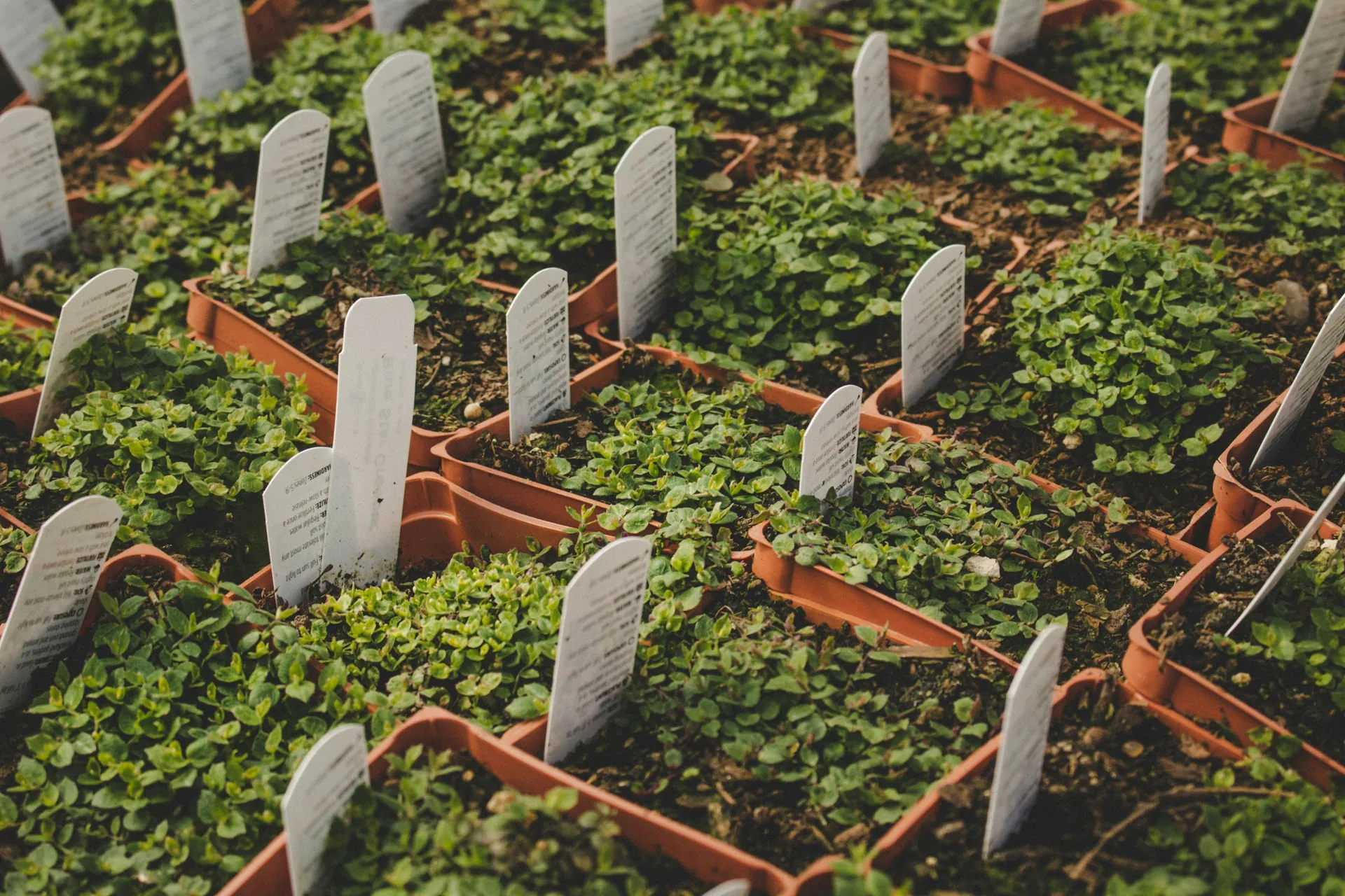 Rows of labelled seedlings in a plant nursery